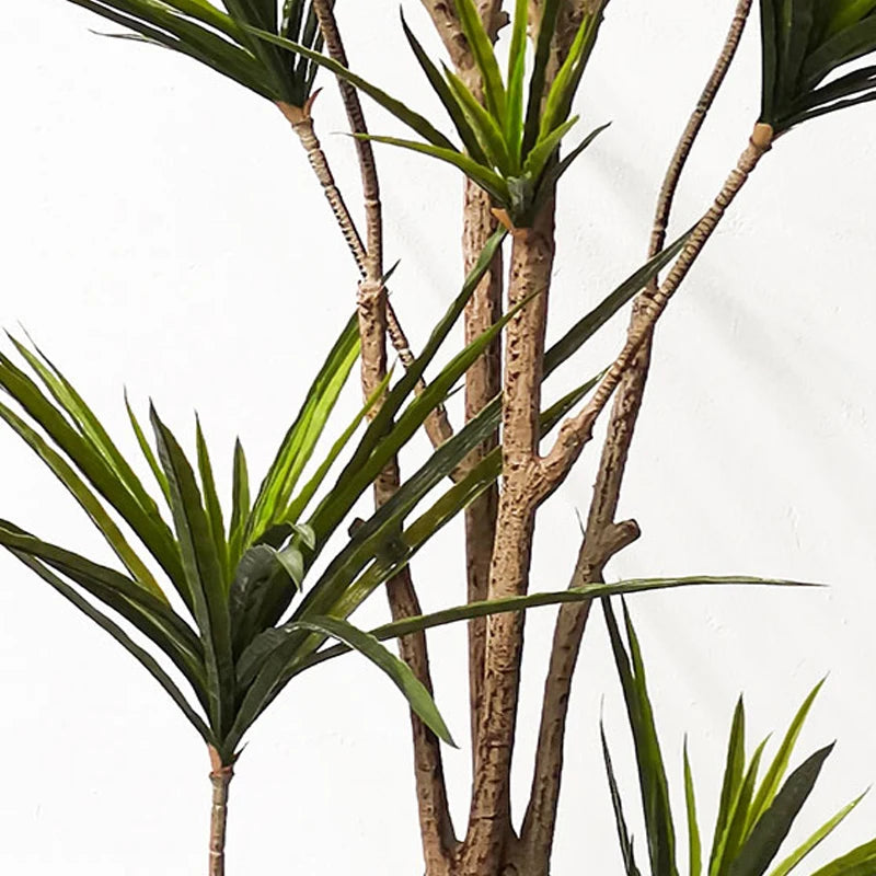 90-120cm Large Tropical Tree Plant